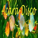 Acará Disco APK