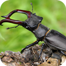 昆虫 - BugPedia APK