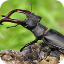 BugPedia APK