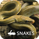 THE SNAKES APK