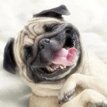 German Shepherd training