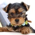 Breeds of dogs