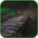 A Path in the Woods APK