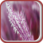 A Purple Grass icon