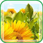 Beautiful Sunflowers icône