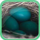 APK Blue Egg