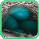 Blue Egg-APK