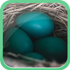 ikon Blue Egg