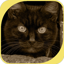 Brown Cat APK