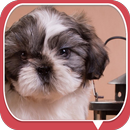 Curious Dog APK