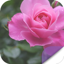 Chinese Flower APK