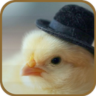 آیکون‌ Chicken With a Hat