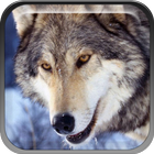 Cruel Wolf ikona