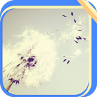 Dandelion Blowing Gently آئیکن