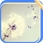 Dandelion Blowing Gently icon