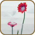 Flowers in the Snow