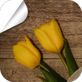 Flowers on the Table