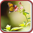 Fly Fly the Butterfly APK