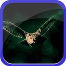 Flying Owl APK