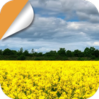 Golden Canola Flower أيقونة