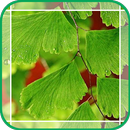 Green Ginkgo APK