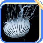 Grey Jellyfish icon