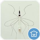 Interesting Mosquito icono