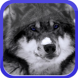 Lonely Wolf