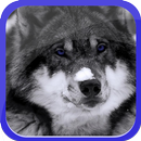 Lonely Wolf APK