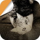 Lovely Cat APK