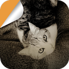 Lovely Cat icon