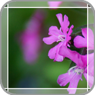 Purple Flowers icon