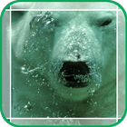 Polar Bear in the Water icon