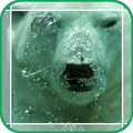 Polar Bear in the Water