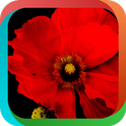 Red Flowers آئیکن