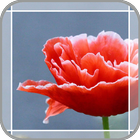 Red Flowers icon