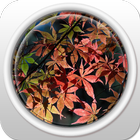 Red Maple Leaf Like Fire أيقونة