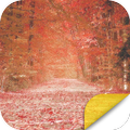 Red Maple Leaves