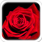 Red Rose আইকন