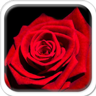 Red Rose ikona