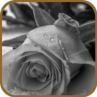 Romantic Rose ícone