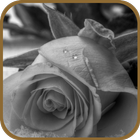 Romantic Rose icon