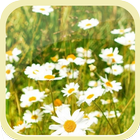 Summer Flower Sea icon