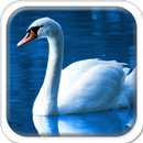 Swans on the Lake APK