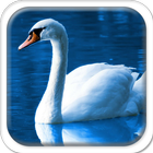 Swans on the Lake icon