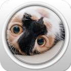 Spoiled Cat icon