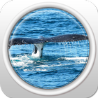 The Tail of The Whale icon