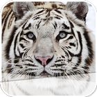 The White Tiger icon