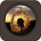 The Beautiful Dandelion icon