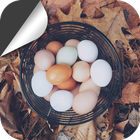 The Eggs in the Basket Zeichen